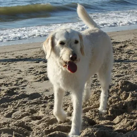 De Seinpost No 9 Callantsoog