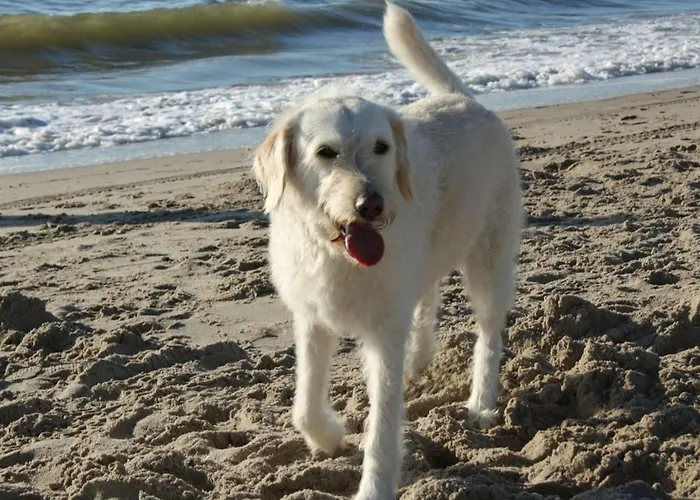 De Seinpost No 9 Callantsoog